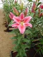 [4267 Shandong No01.JPG]